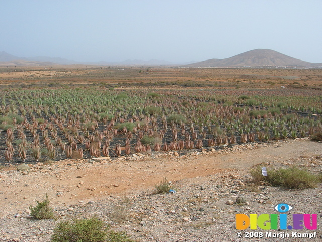 27950 Aloe Vera field